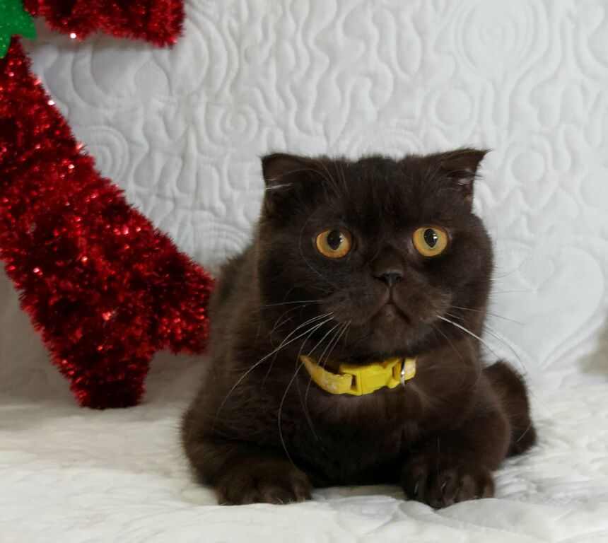 5347158  Scottish Fold maschio