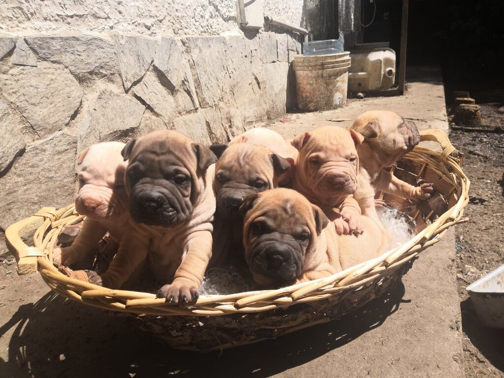 4529374  Shar-pei cuccioli