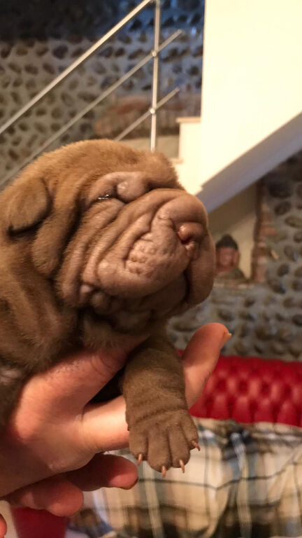 4904026  Sharpei