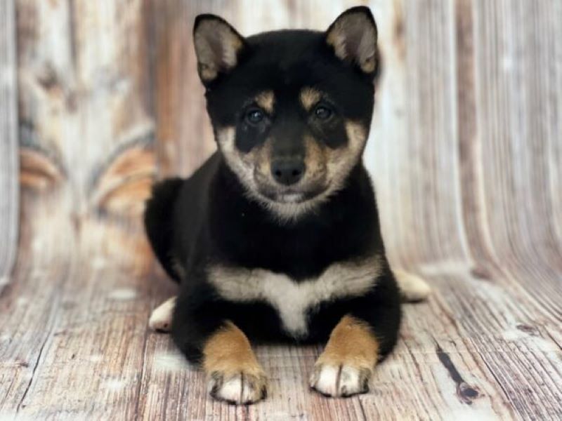 5311953  Shiba Inu femminuccia