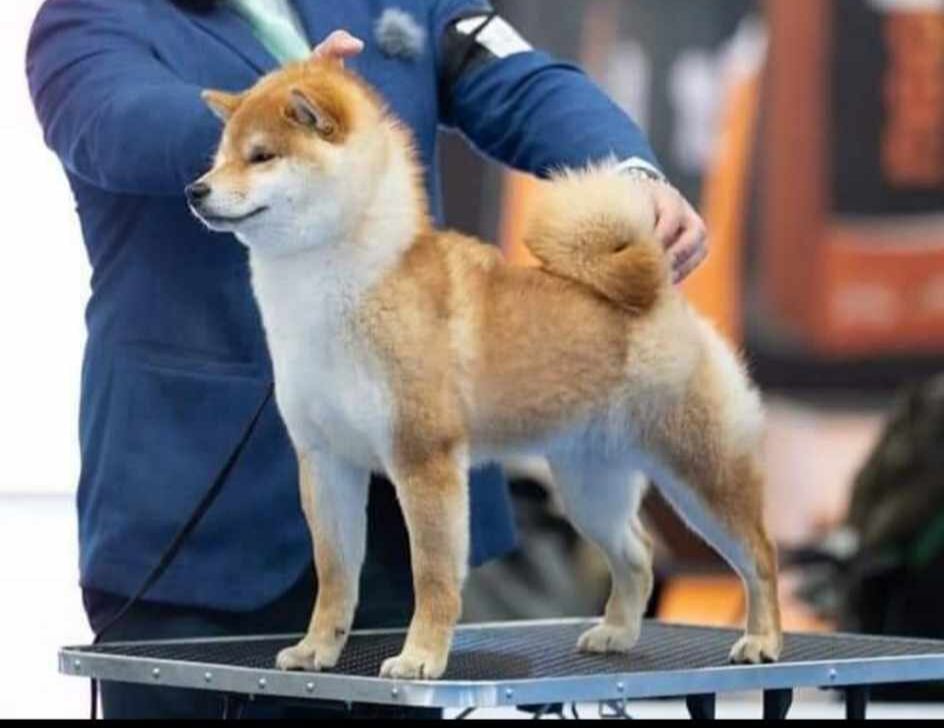 5302293  Shiba