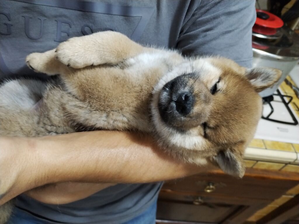 5319047  Shiba