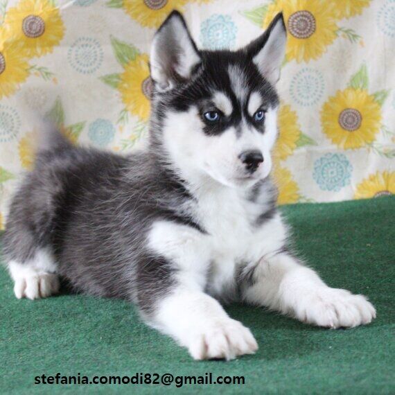 5358616  Siberian Husky