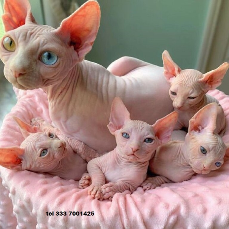 4899781  sphynx gatto nudo