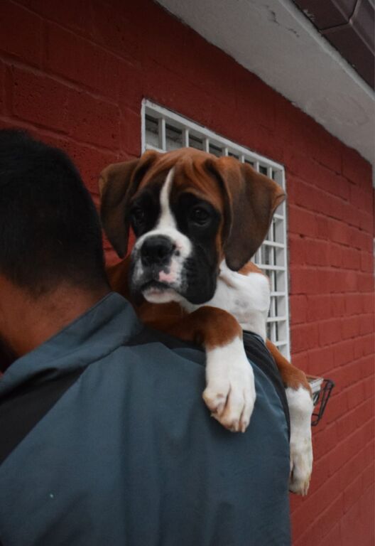 5266148  splendidi cuccioli di boxer