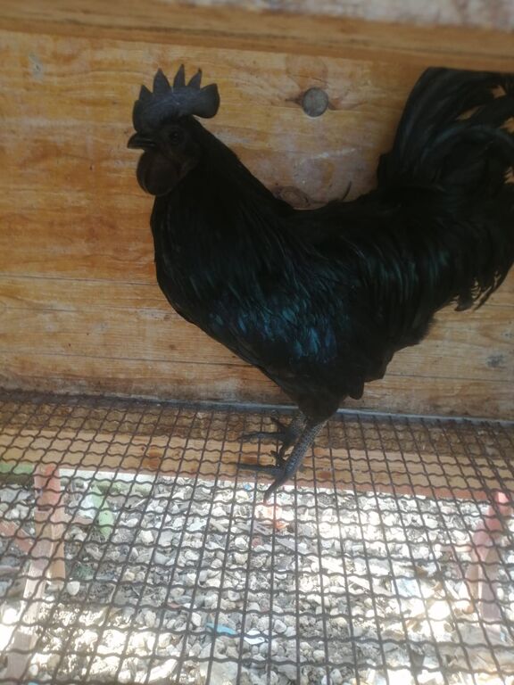 5353988  Uova feconde di Ayam cemani